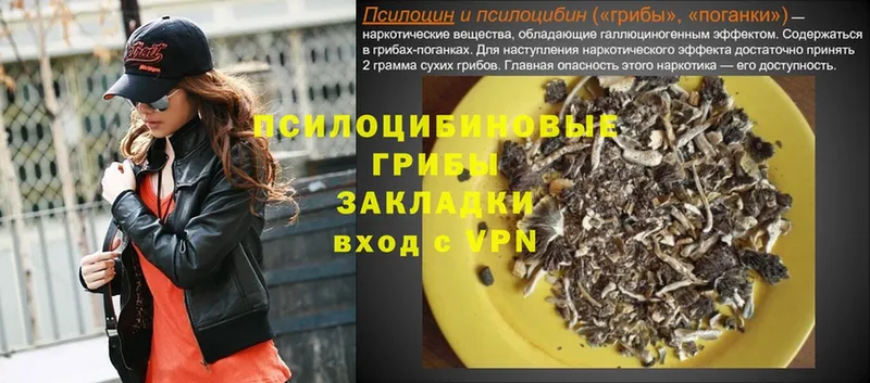 Галлюциногенные грибы Psilocybe  купить наркотики цена  Заволжье 